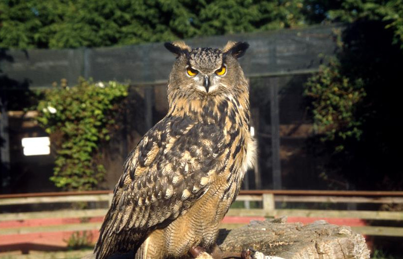 Kirkleatham Owl Centre