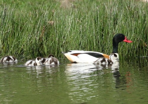 Teesmouth Bird Club