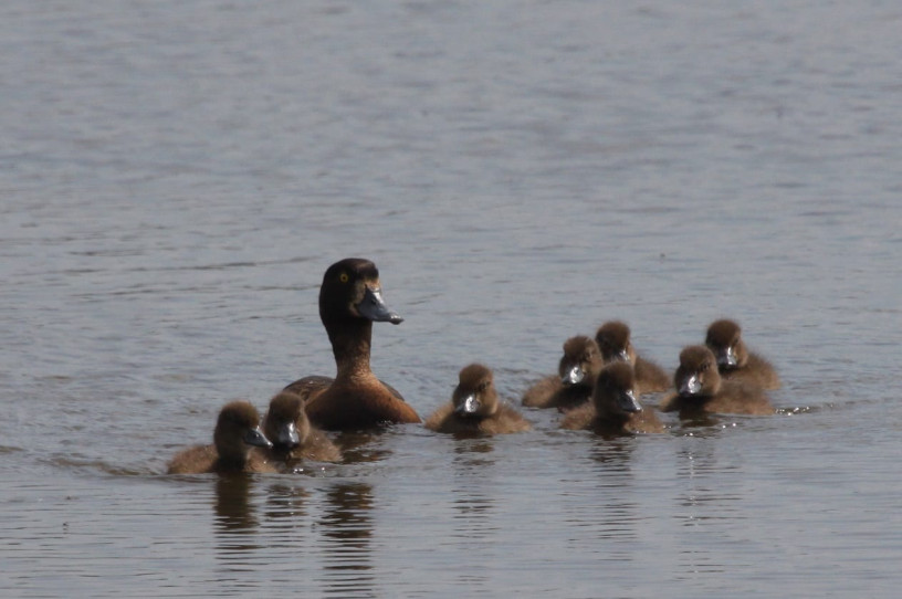 Teesmouth Bird Club